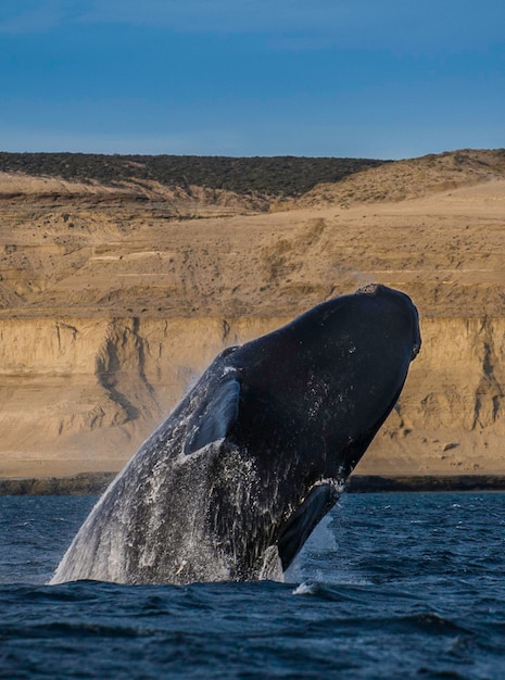 Premium Photo | Southern right whale jumping peninsula valdes patagonia ...