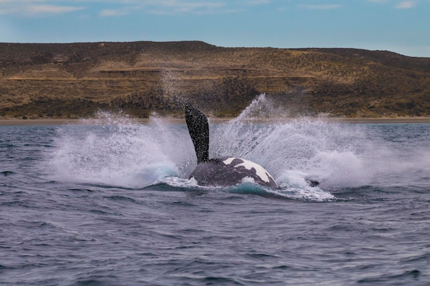 Southern Right whale jumping Peninsula Valdes Patagonia Argentina