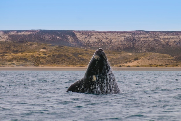 Southern Right whale jumping Peninsula Valdes Patagonia Argentina