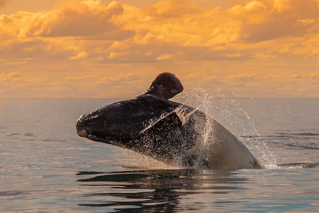 Southern Right whale jumping Peninsula Valdes Patagonia Argentina