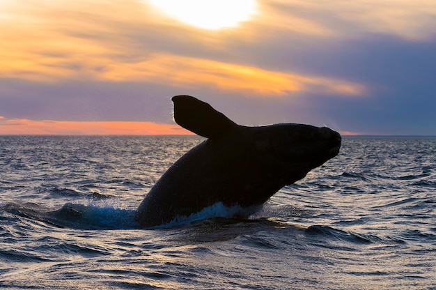 ミナミセミクジラのジャンプ、バルデス半島、パタゴニア、アルゼンチン。