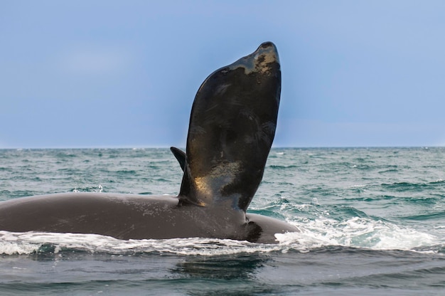 Southern Right whale pectoral fin Peninsula Valdes Patagonia Argentina