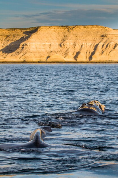 ミナミセミクジラ、バルデス半島、パタゴニア、アルゼンチン。