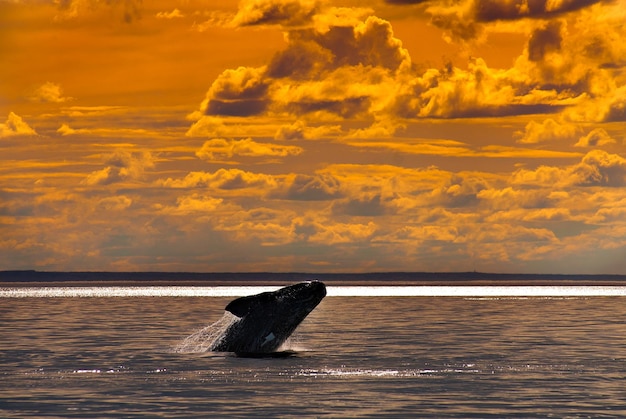 Southern Right whale, Peninsula Valdes, Patagonia Argentina