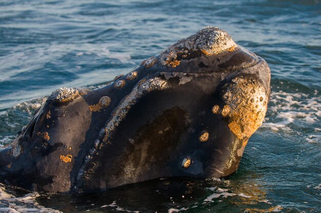 Southern Right whale, Peninsula Valdes, Patagonia Argentina