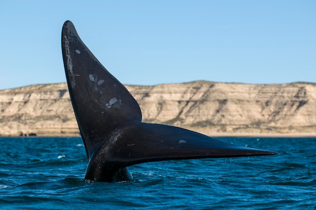 Southern Right whale Tail Eubalaena Australis Peninsula Valdes Patagonia