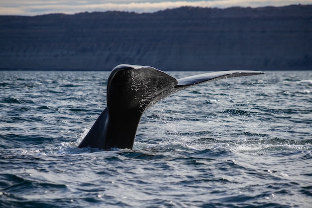 A southern right whale tail in ocean near the coast.