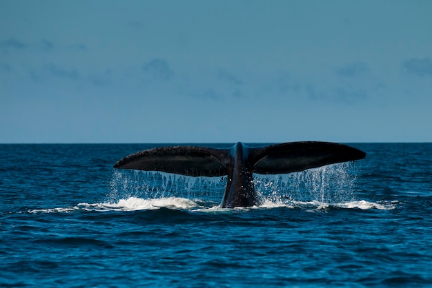 ミナミセミクジラの尾、バルデス半島、チュブ州、パタゴニア、アルゼンチン。