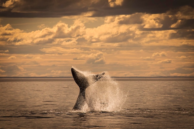 Southern Right whale tail Peninsula Valdes Patagonia Argentina