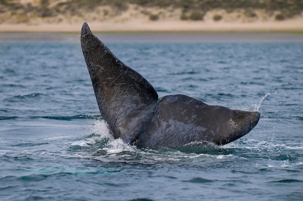 ミナミセミクジラの尾、バルデス半島、パタゴニア、アルゼンチン。