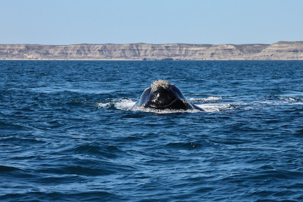 Photo southern right whale