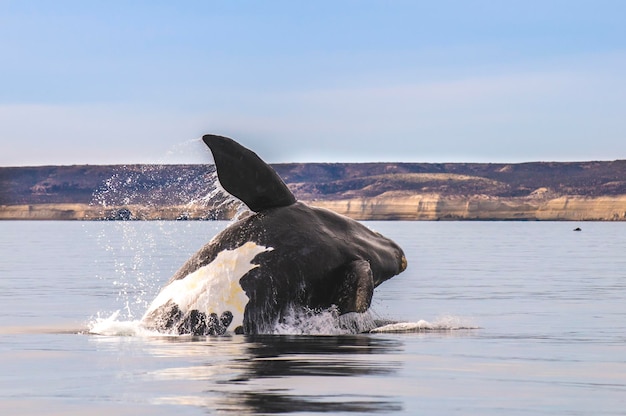 Foto comportamento del salto con le balene franche australi puerto madryn patagonia argentina