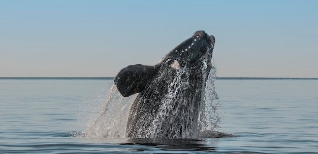 Southern right whalejumping behavior Puerto Madryn Patagonia Argentina