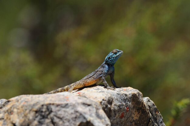 Southern Rock Agama Lizard Stock Photo