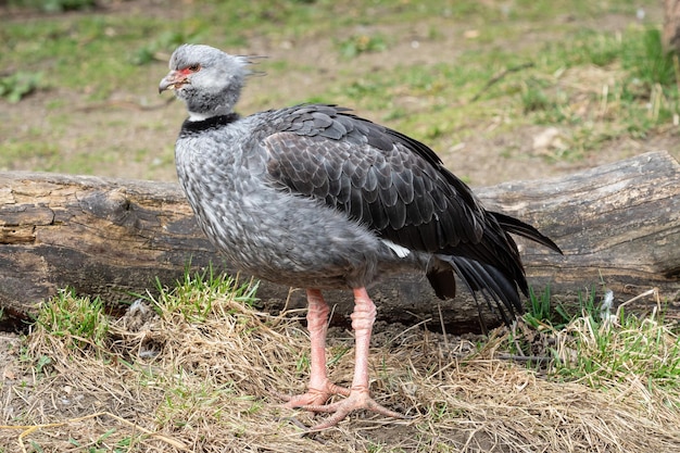 Southern screamer Chauna torquata Large South American bird