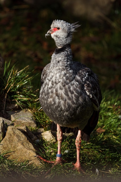 Southern screamer