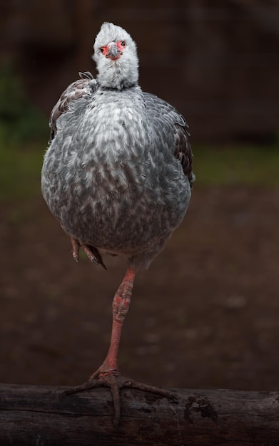 Photo southern screamer