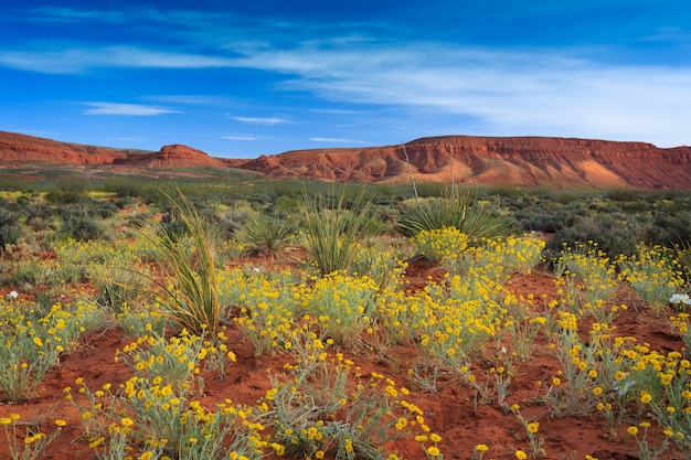 Photo southern utah wildflowers desert spring