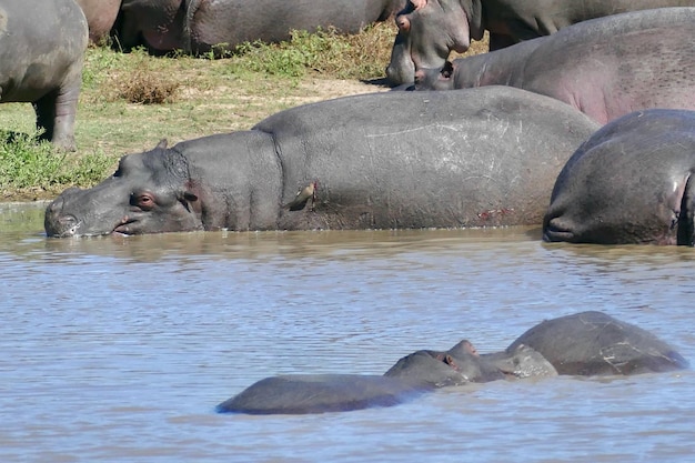 Southern white rhinoceros Animal Mother with baby animal in Kruger National park South Africa