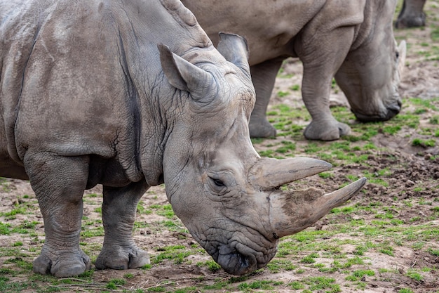 Southern white rhinoceros Ceratotherium simum simum Critically endangered animal species