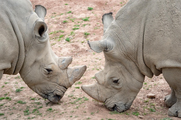 Rinoceronte bianco meridionale ceratotherium simum simum specie animali in pericolo di estinzionexa