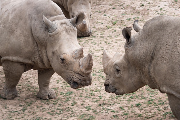 Southern white rhinoceros Ceratotherium simum simum Critically endangered animal speciesxA