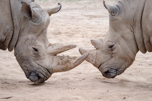 남부흰코뿔소 Ceratotherium simum simum 멸종 위기에 처한 동물 xA