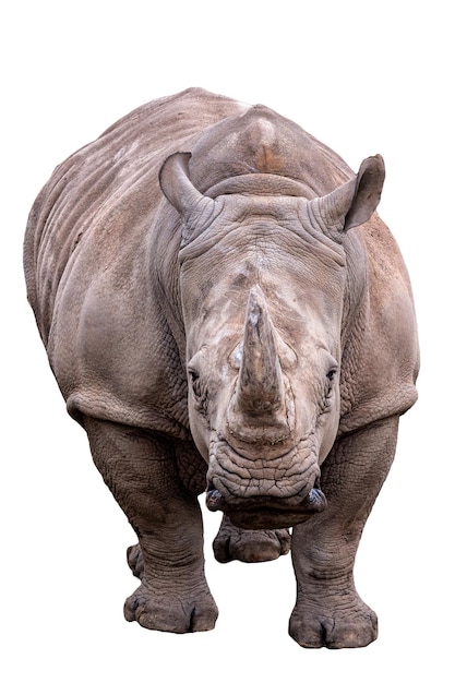 Southern white rhinoceros on white background