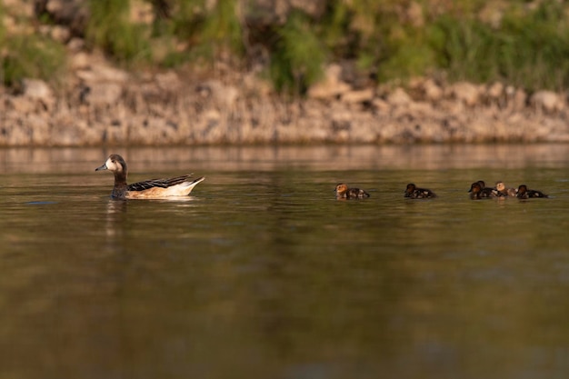 Southern wigeon Anas sibilatrix in marsh environment La Pampa Province Patagonia Argentina