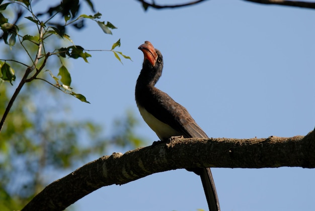 ミナミキハシサイチョウ クルーガー国立公園