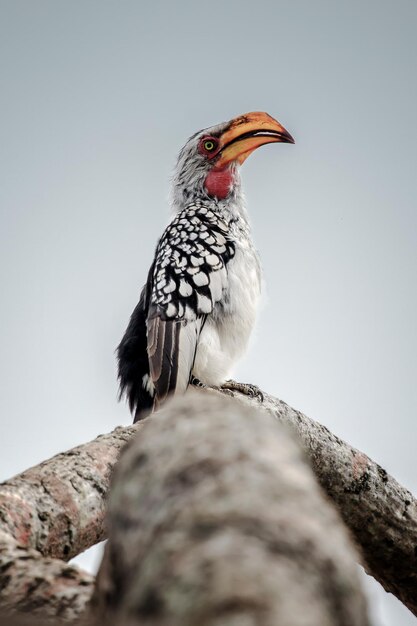 Southern Yellow Billed Hornbill