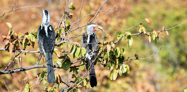 南アフリカのクルーガー国立公園で南キハシ サイチョウ Tockus leucomelas