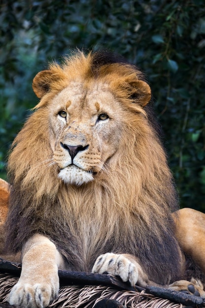 Photo southwest african lion or katanga lion