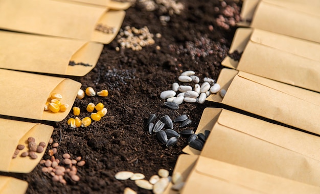 Sow different seeds in the garden Selective focus