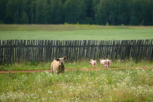 Sow and little pigs walking in a field in a village