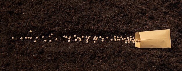 Photo sow pea seeds in the garden selective focus