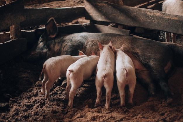 귀여운 새끼 돼지를 돌보는 바닥에 돼지를 뿌리다