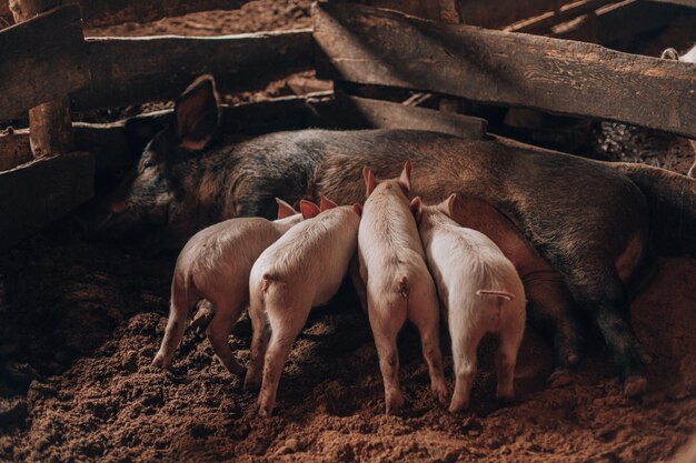 Sow pig on a floor nursing cute piglets