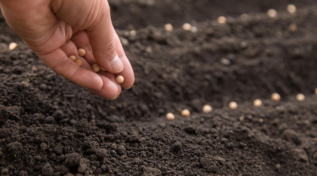 Sow the seeds in the garden into the soil Selective focus