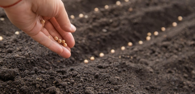 Photo sow the seeds in the garden into the soil selective focus