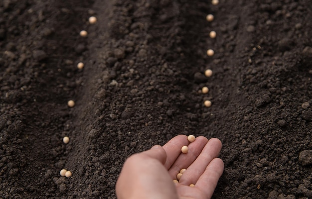 Sow the seeds in the garden into the soil Selective focus