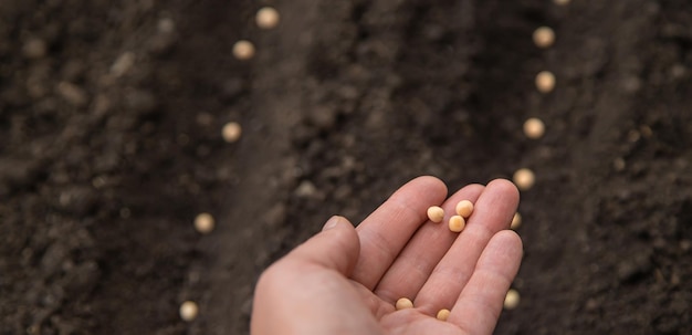 Sow the seeds in the garden into the soil Selective focus