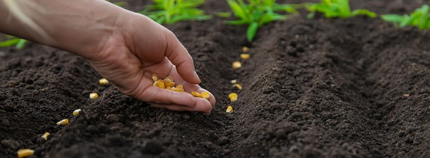 Sow the seeds in the garden into the soil Selective focus