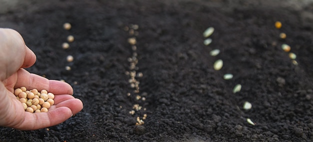 Photo sow seeds in the garden for rose gardens selective focus