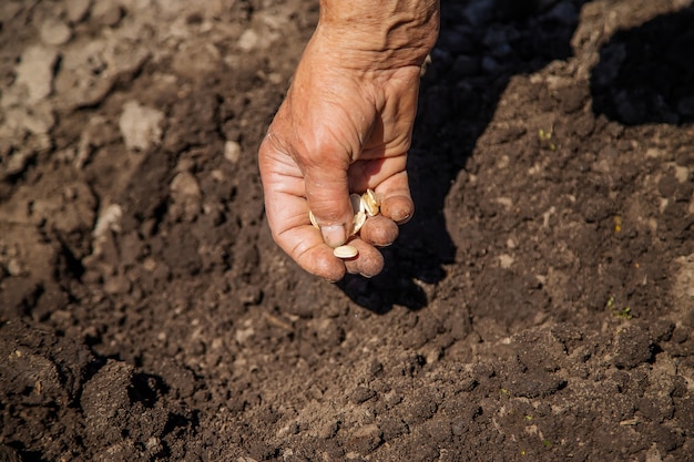 Sow seeds in the garden