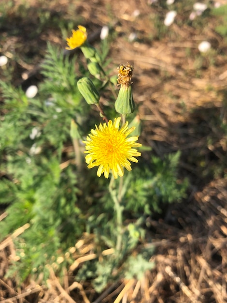 Sow thistle flower photography