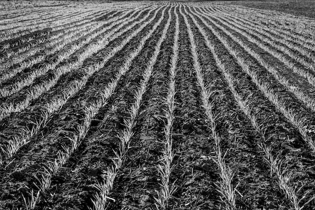 Sowing direct rows Argentina