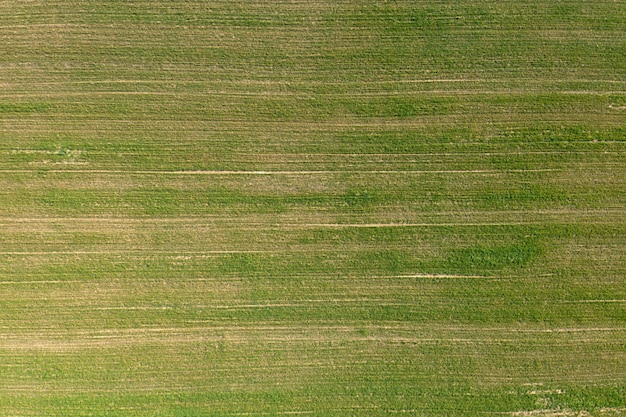 Фото Засеянное сельскохозяйственное поле, вид сверху