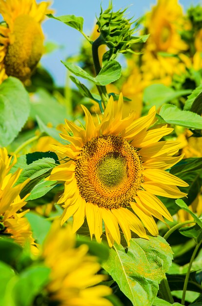 夏のヒマワリの開花フィールドに播種