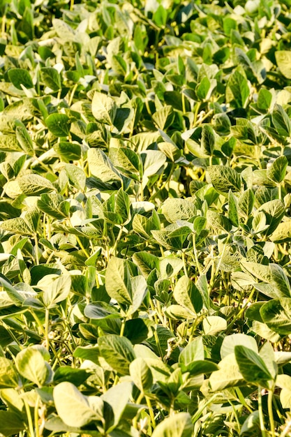 Foto campo di piante di soia